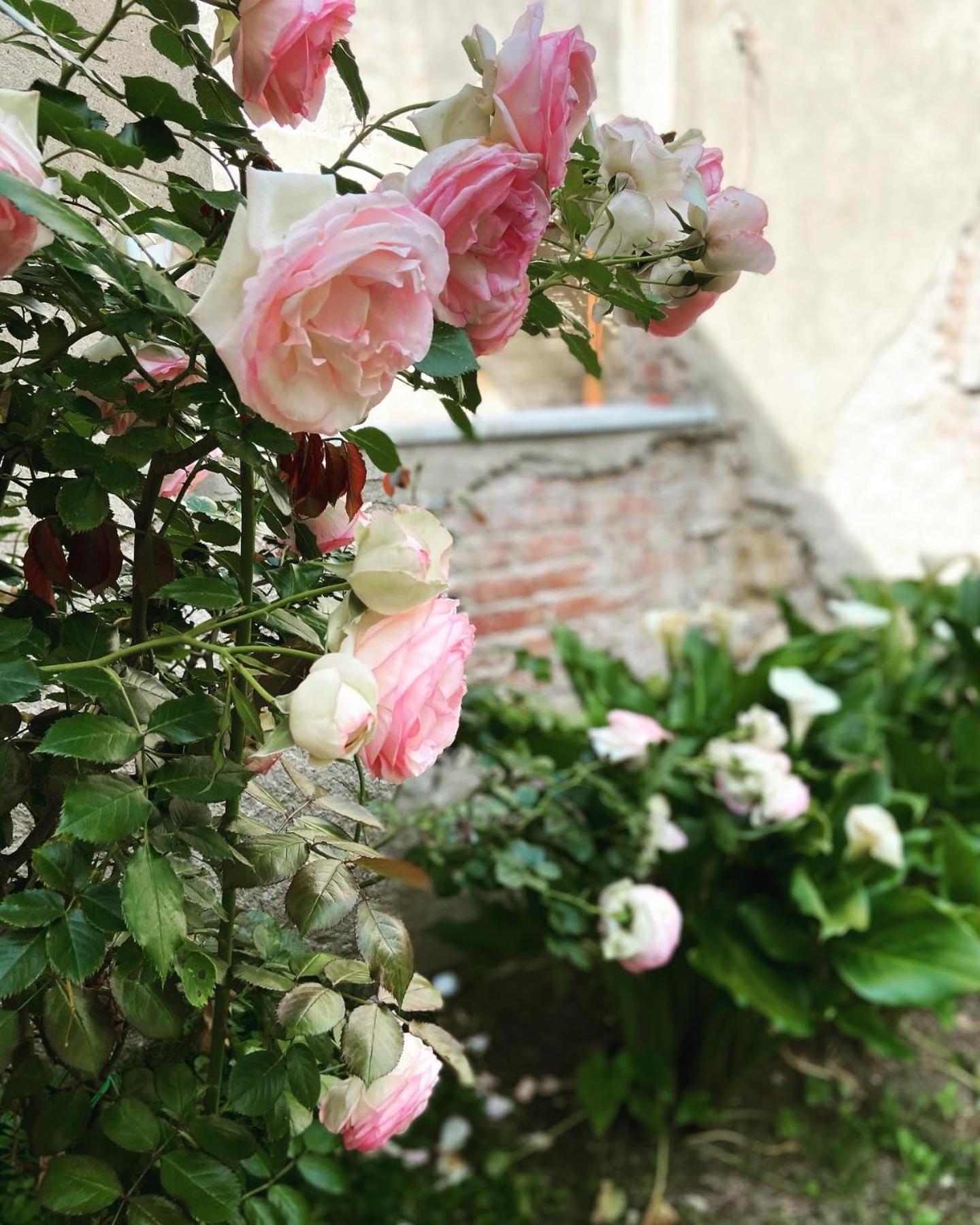 Victoria House B&B Πίζα Εξωτερικό φωτογραφία